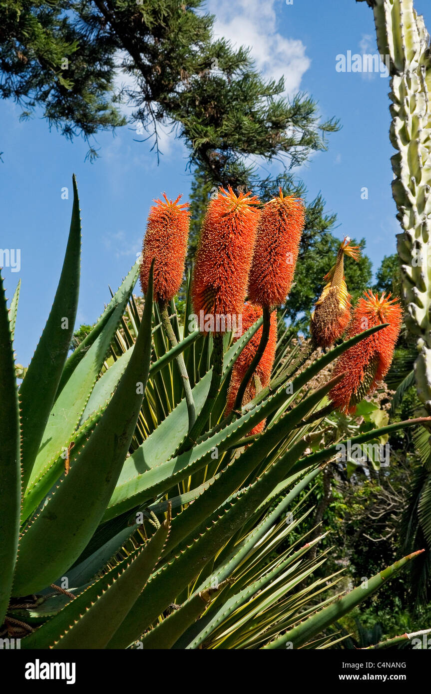 Close up of orange flowers flower flowering on aloe plant Madeira Portugal EU Europe Stock Photo