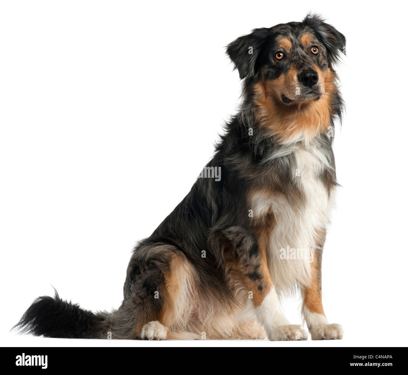 Australian Shepherd 1 year old, sitting in front of background Stock Photo -