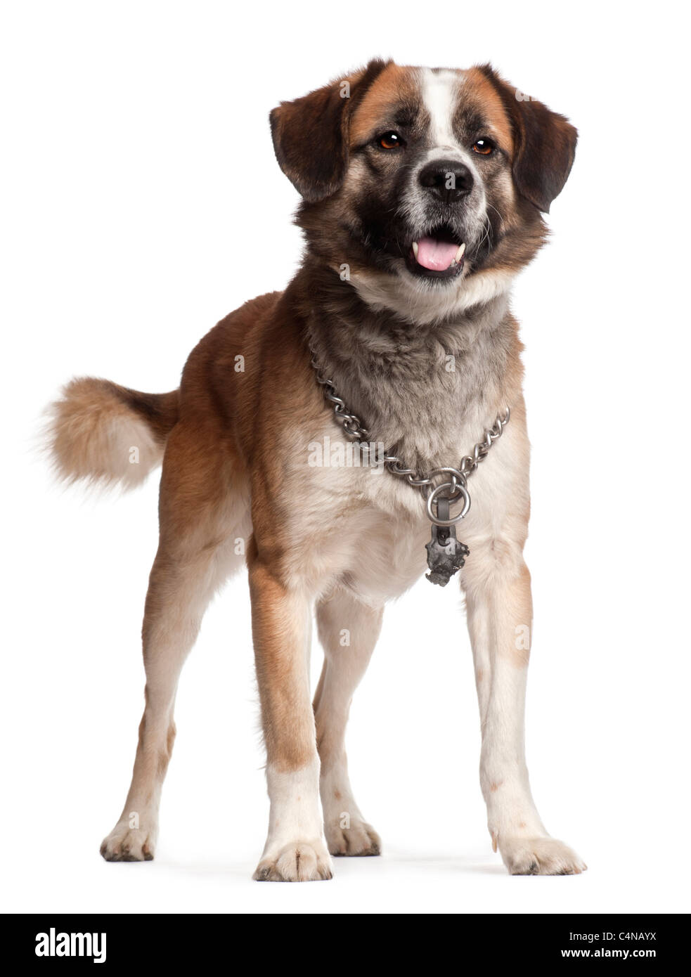 Mixed-breed dog, 5 years old, standing in front of white background Stock Photo