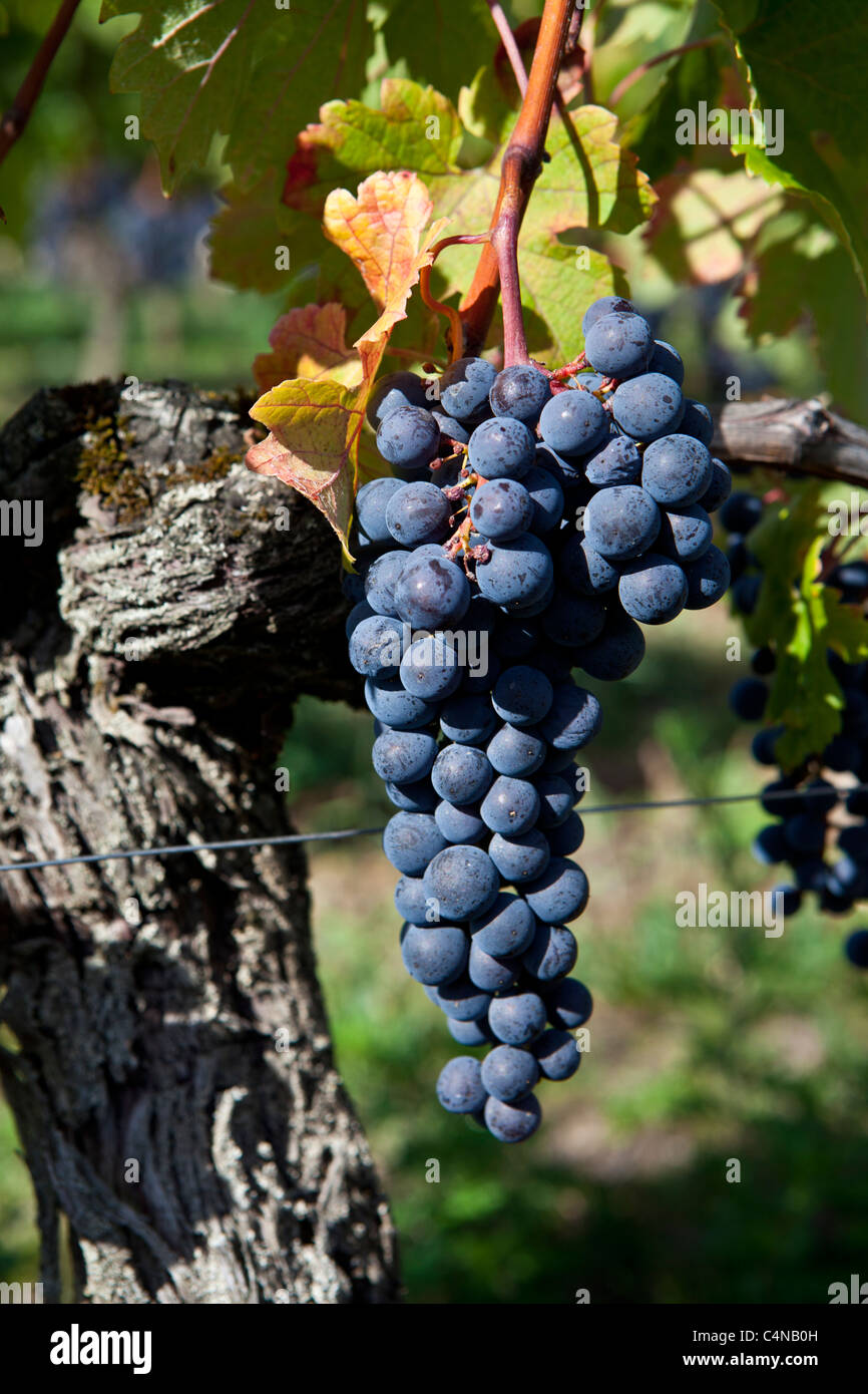 Merlot grapes at Chateau Beau-Sejour Becot, St Emilion in the Bordeaux wine region of France Stock Photo