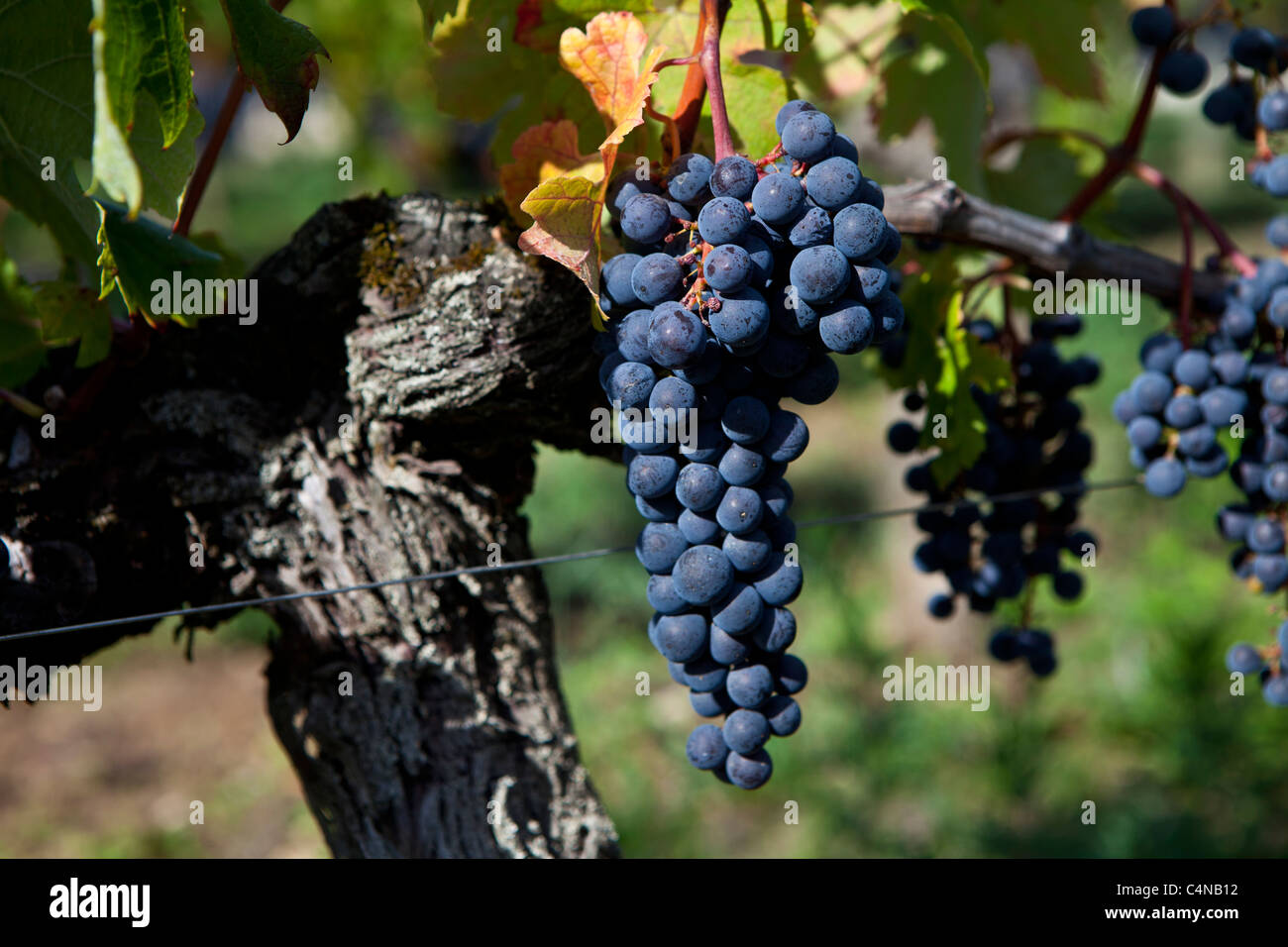 Merlot grapes at Chateau Beau-Sejour Becot, St Emilion in the Bordeaux wine region of France Stock Photo