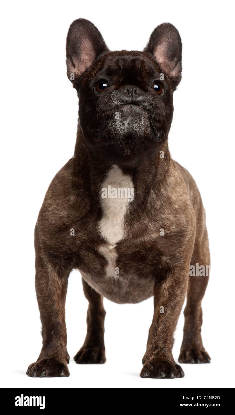 5 year old french bulldog