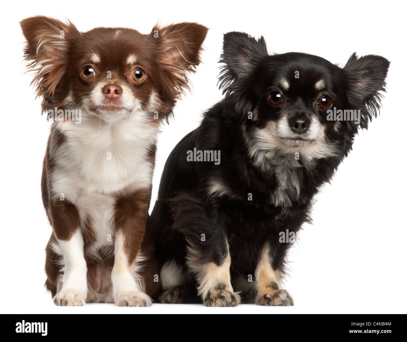 Chihuahuas, 1 and 2 years old, in front of white background Stock Photo