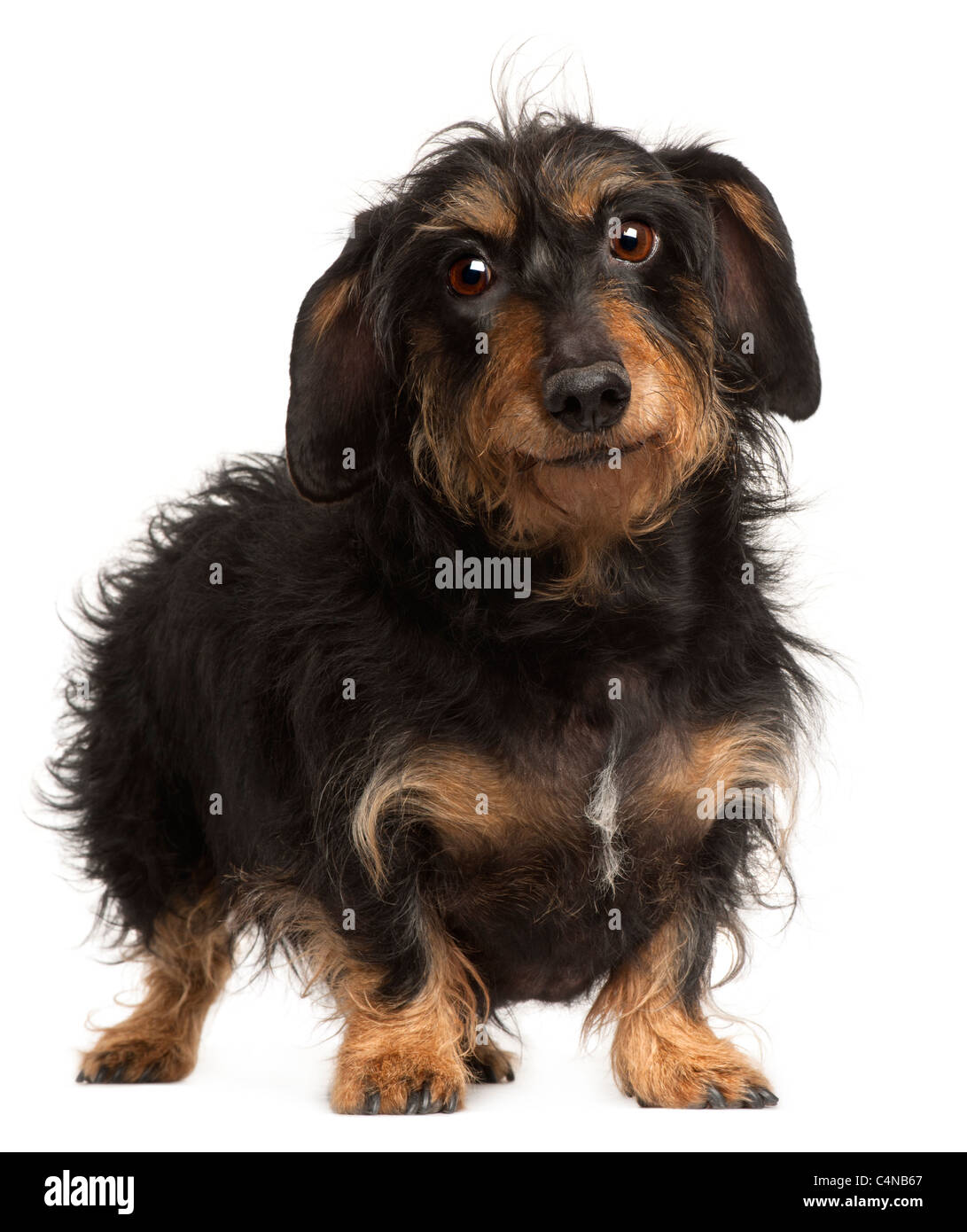 Dachshund, 9 years old, standing in front of white background Stock Photo