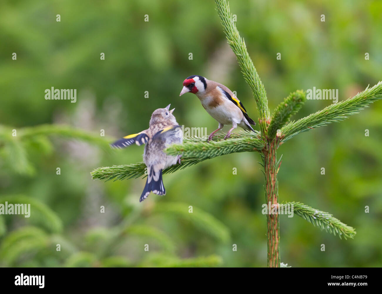 goldfinch-carduelis-carduelis-feeding-juvenile-on-conifer-stock-photo