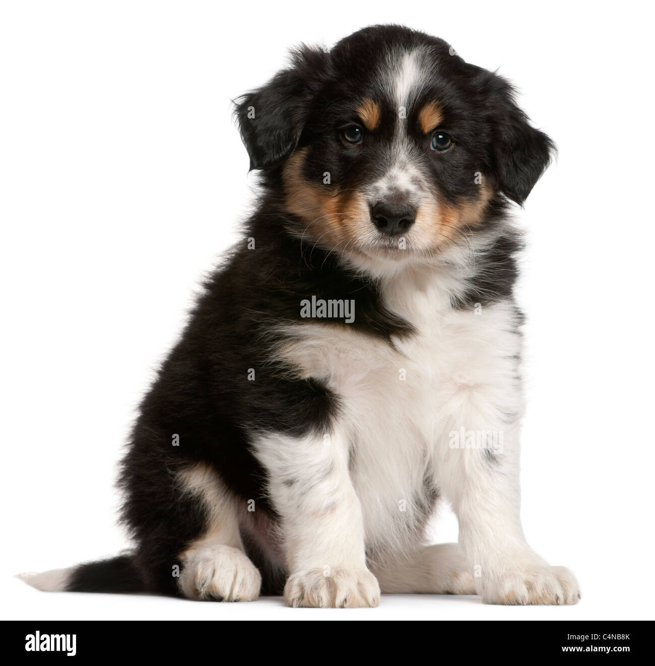 Border collie puppy (6 weeks old) hi-res stock photography and images -  Alamy