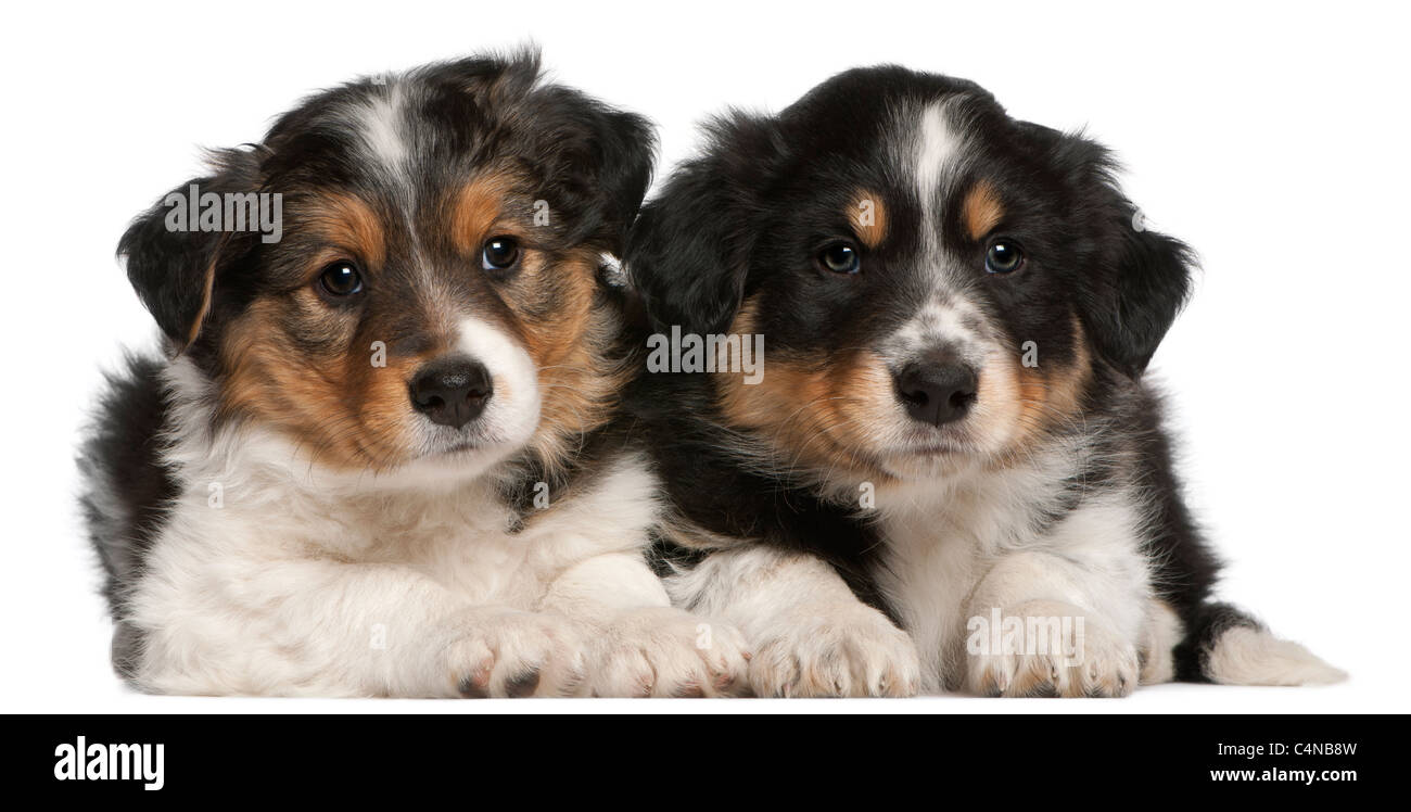 Border Collie puppies, 6 weeks old, lying in front of white background Stock Photo