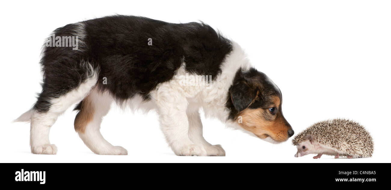 Border Collie puppy, 6 weeks old, playing with a hedgehog, 6 months old, in front of white background Stock Photo