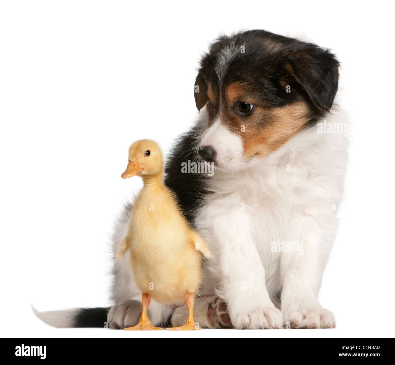 Border Collie puppy, 6 weeks old, playing with a duckling, 1 week old, in front of white background Stock Photo