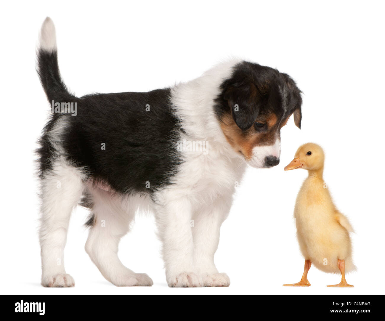 Border Collie puppy, 6 weeks old, playing with a duckling, 1 week old, in front of white background Stock Photo