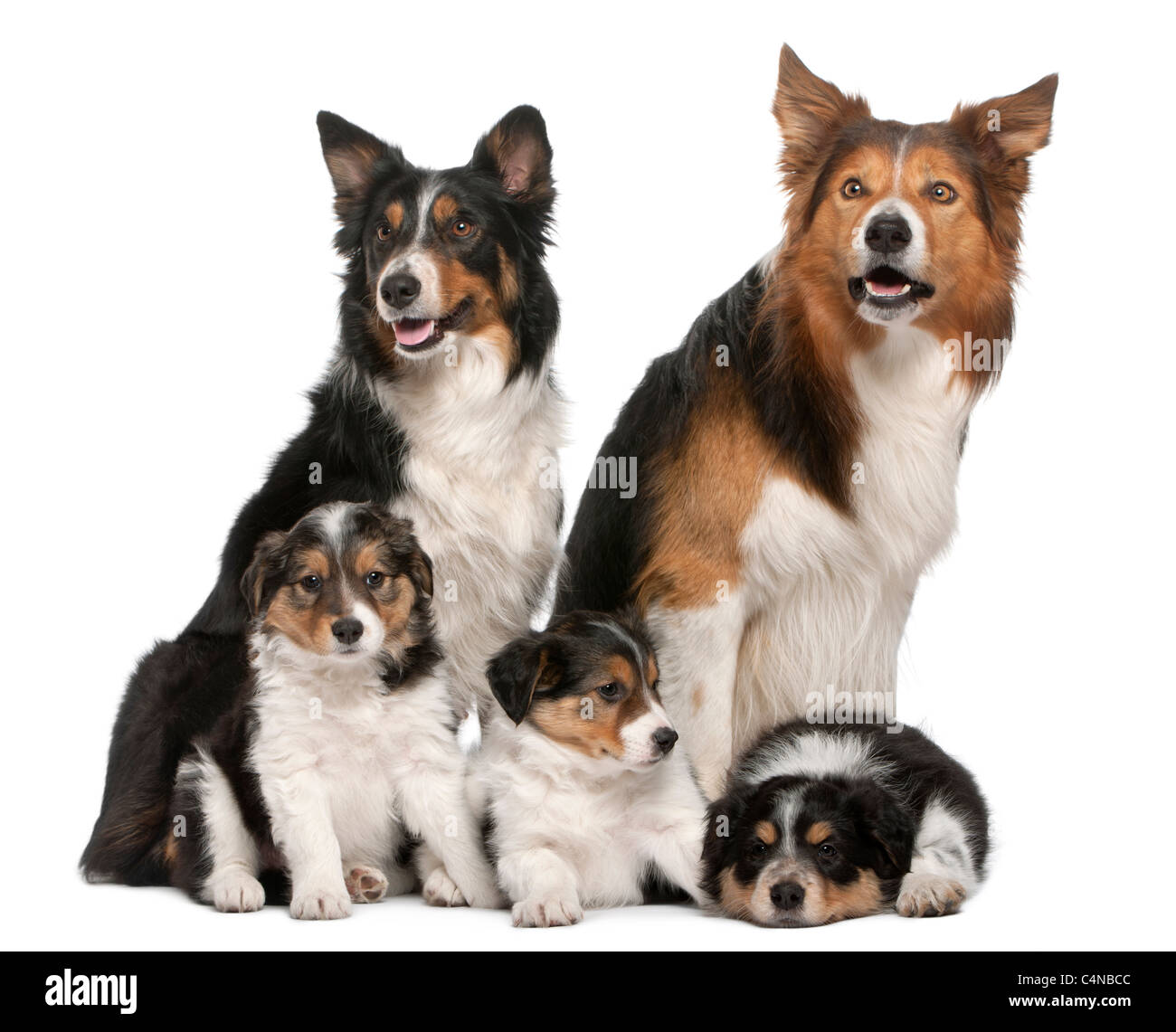 3+ Hundred Colley Dog Royalty-Free Images, Stock Photos & Pictures