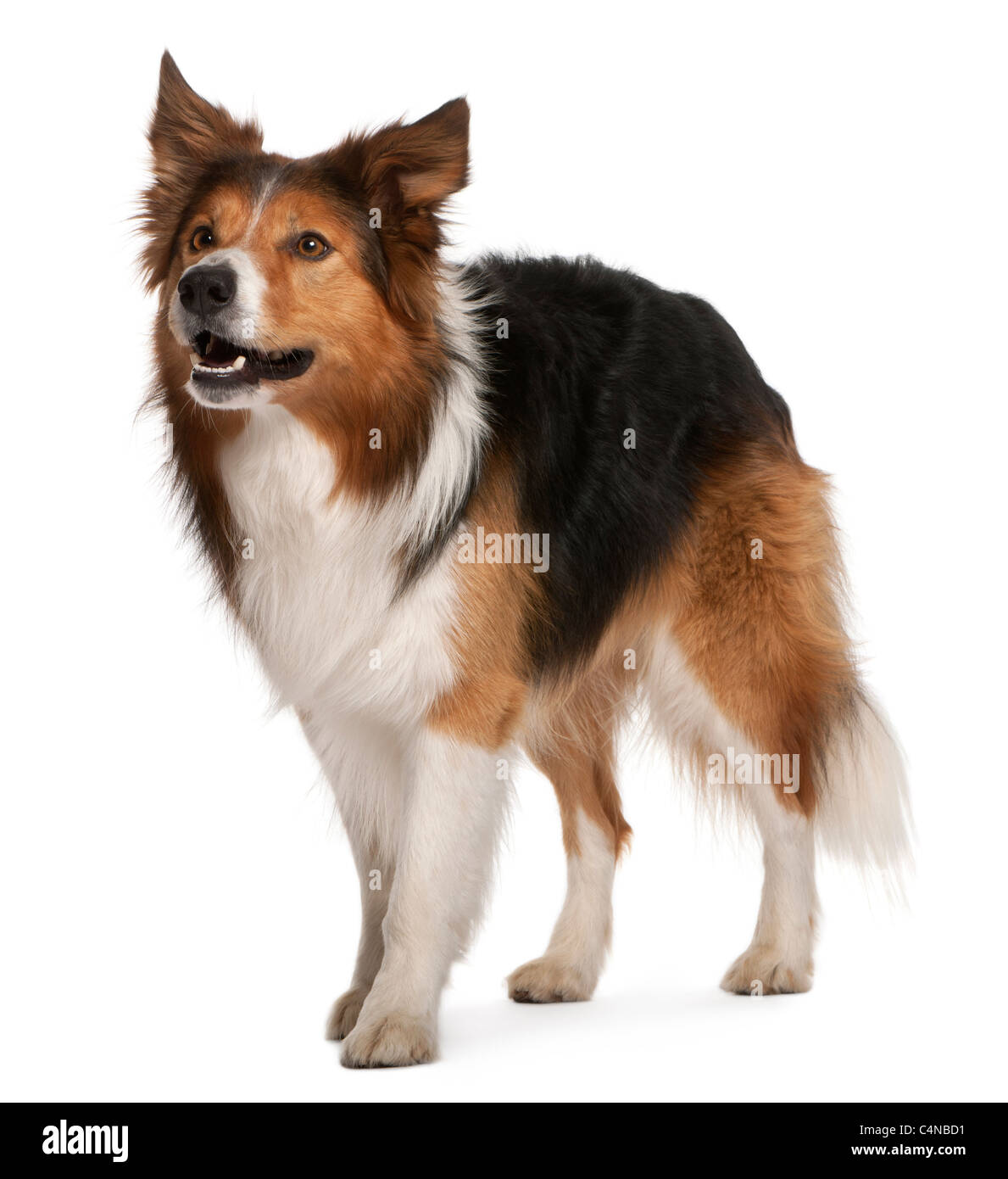 Border Collie Stock Photo - Download Image Now - Dog, White Background, Border  Collie - iStock