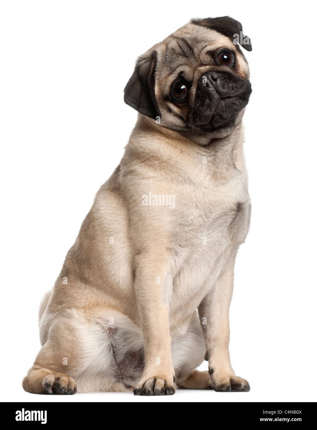 Pug, 8 months old, sitting in front of white background Stock Photo