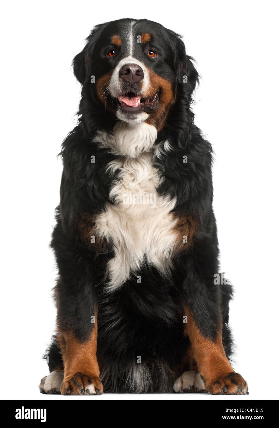 Bernese Mountain Dog, 4 years old, sitting in front of white background ...