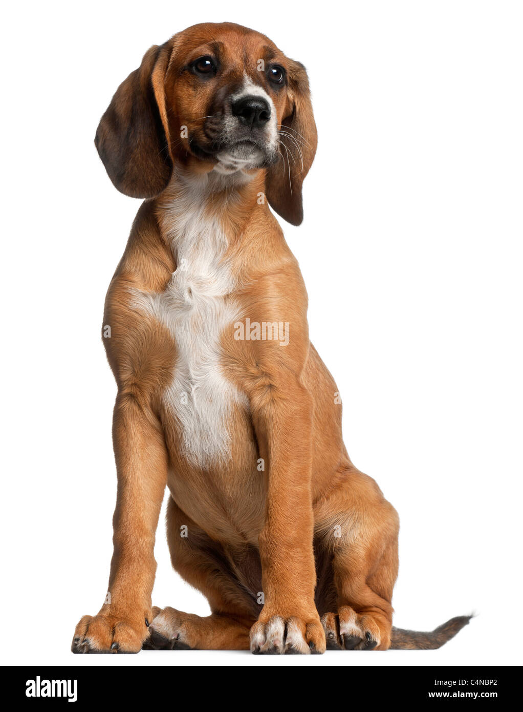 Mixed-breed puppy, 12 weeks old, sitting in front of white background Stock Photo