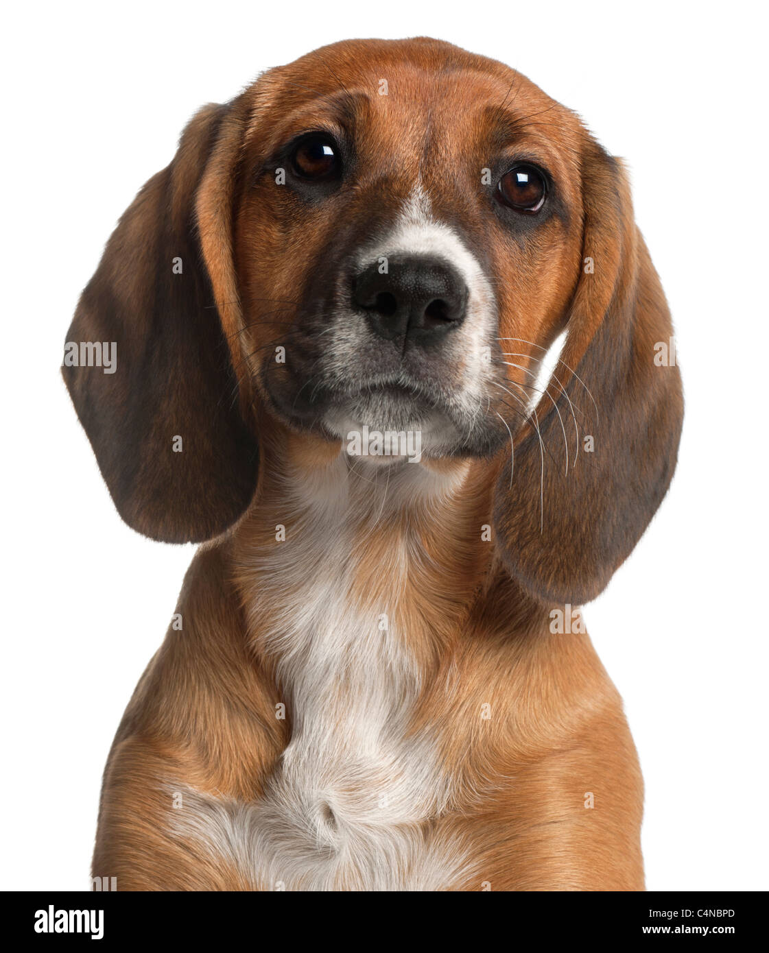 Close-up of Mixed-breed puppy, 12 weeks old, in front of white background Stock Photo