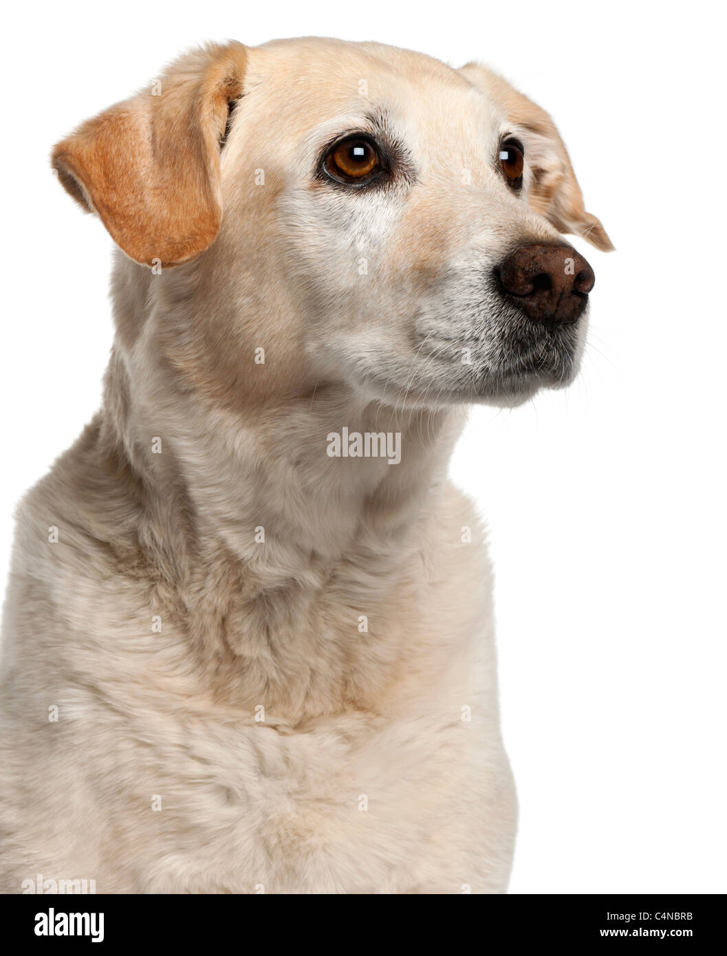 Close-up of Mixed-breed dog, 12 years old, in front of white background Stock Photo