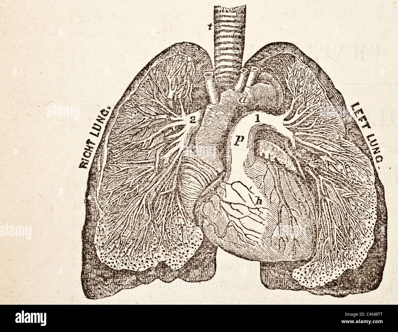 Antique medical illustration of a human heart and cardiovascular system ...