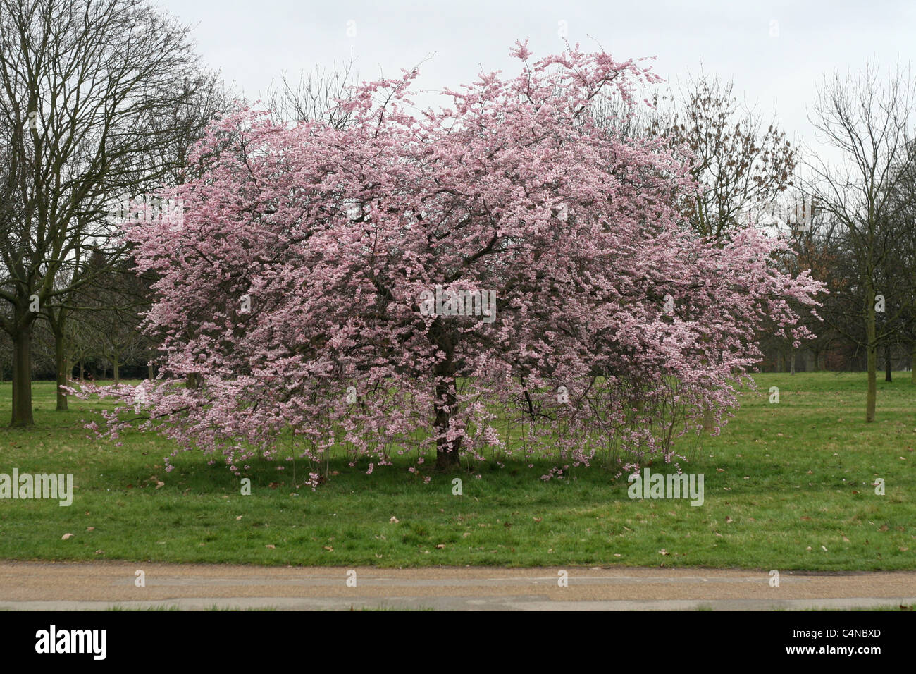 right after the tsunami hit Japan, we found this cherry tree in blossom in kensington gardens, london. Stock Photo