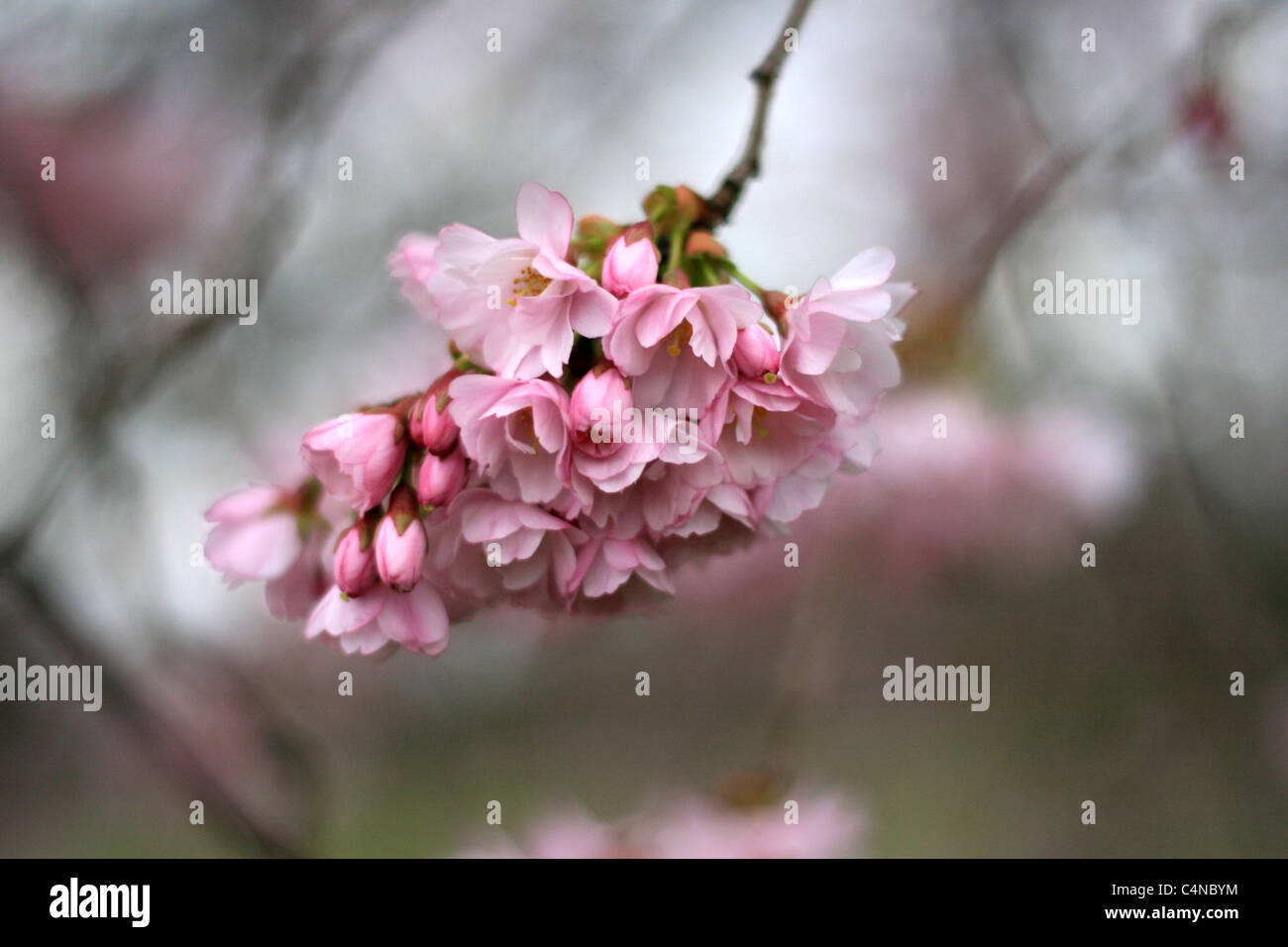 right after the tsunami hit Japan, we found cherry tree in blossom in kensington gardens, london. Stock Photo