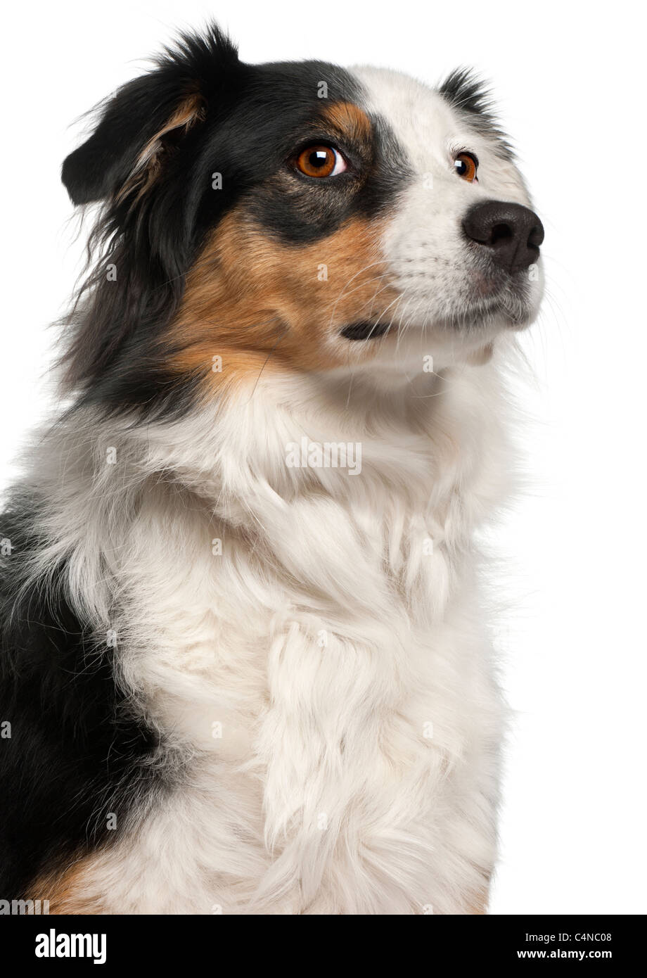 Close-up of Australian Shepherd dog, 6 years old, in front of white background Stock Photo