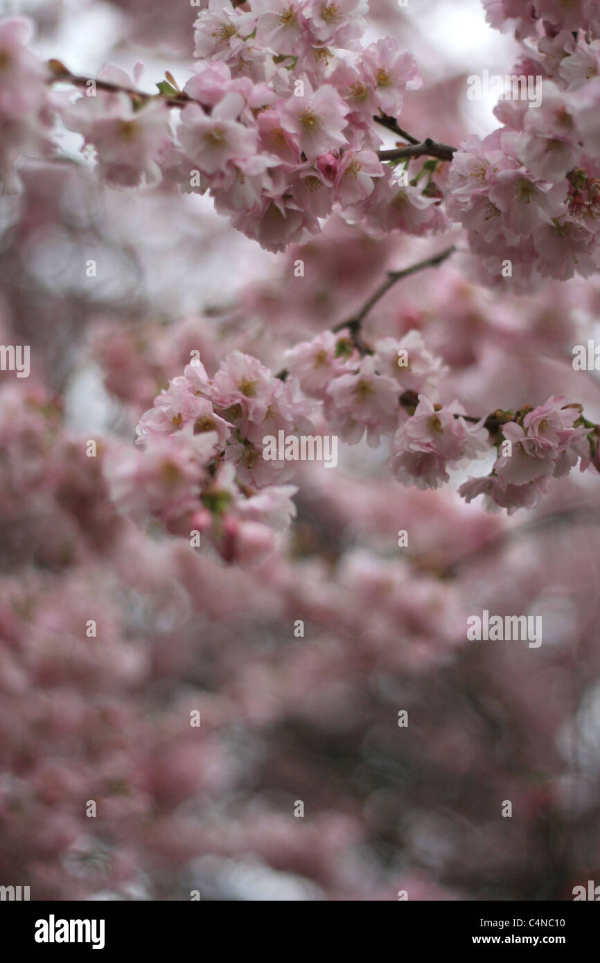 right after the tsunami hit Japan, we found cherry tree in blossom in kensington gardens, london. Stock Photo