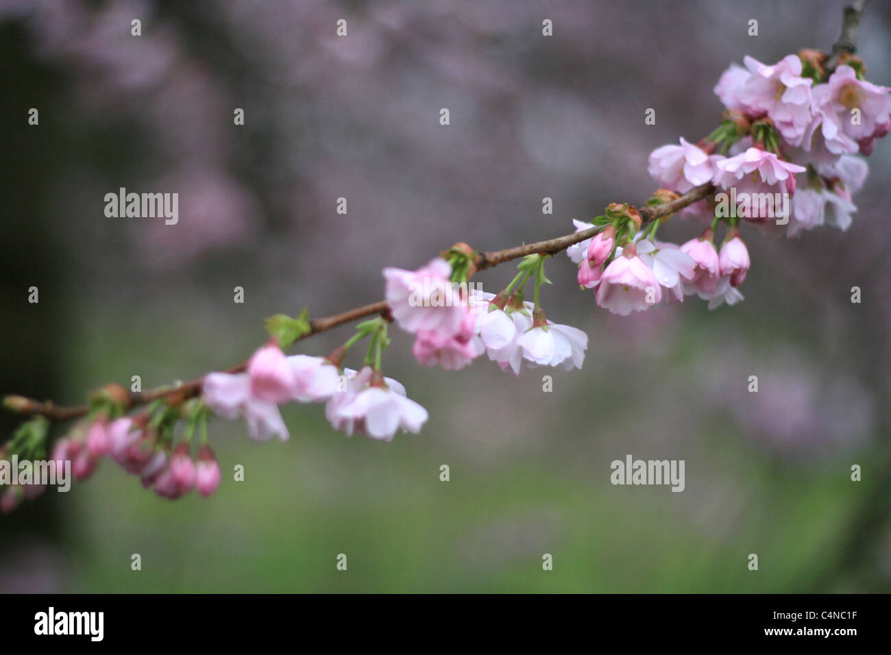 right after the tsunami hit Japan, we found cherry tree in blossom in kensington gardens, london. Stock Photo