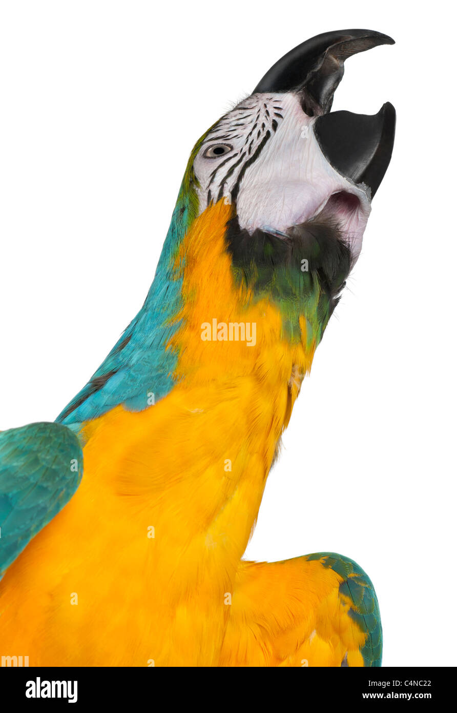 Close-up of Blue-and-Yellow Macaw, Ara ararauna, 16 months old, in front of white background Stock Photo