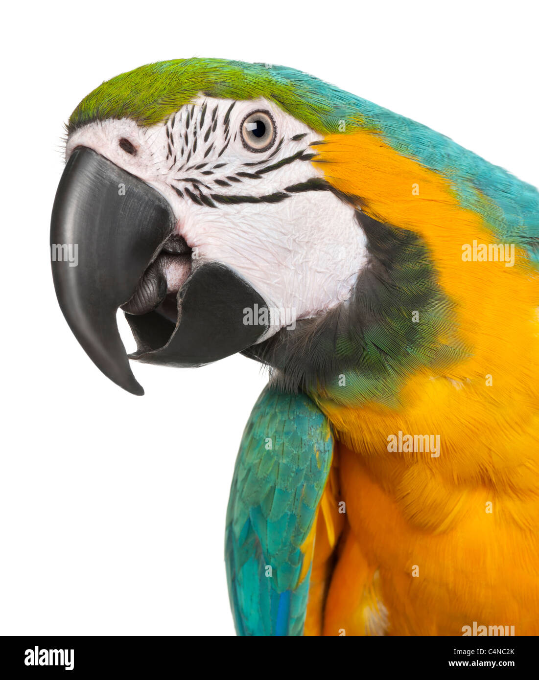 Close-up of Blue-and-Yellow Macaw, Ara ararauna, 16 months old, in front of white background Stock Photo