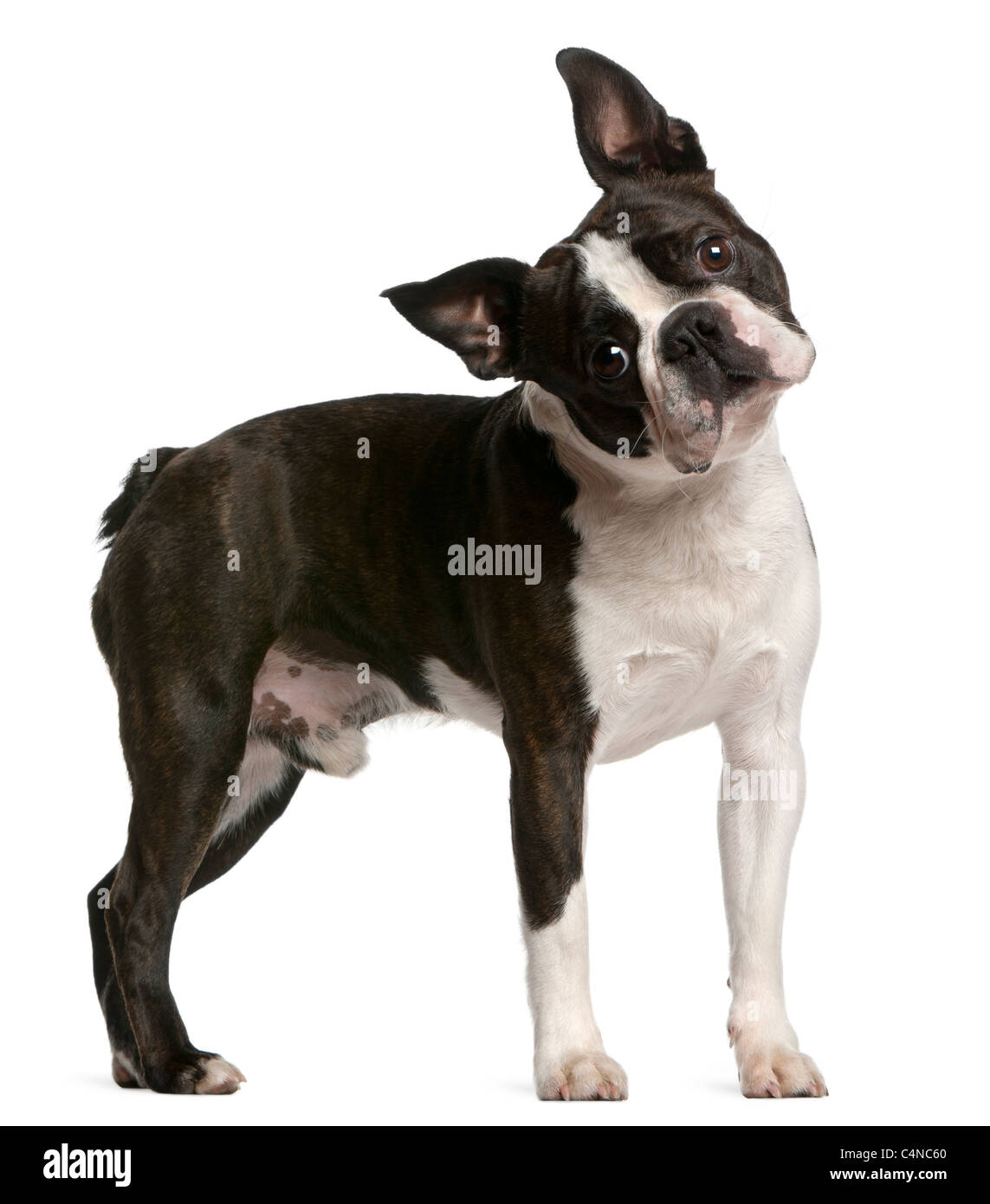 Boston Terrier, 1 year old, standing in front of white background Stock Photo