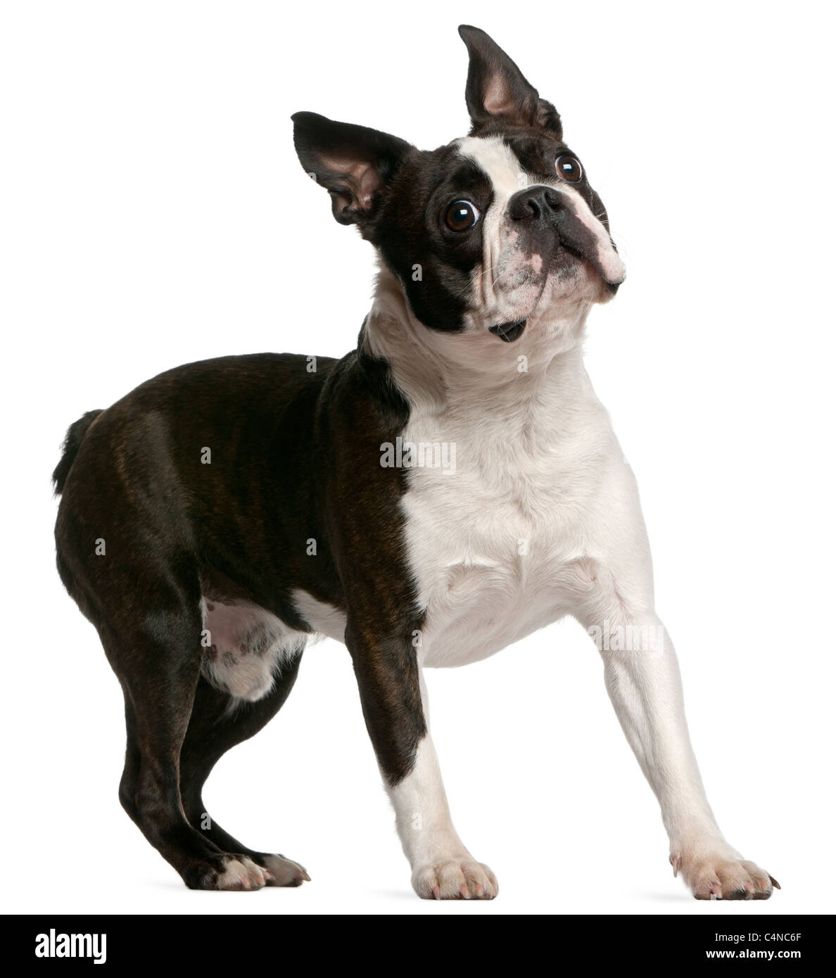 Boston Terrier, 1 year old, standing in front of white background Stock Photo