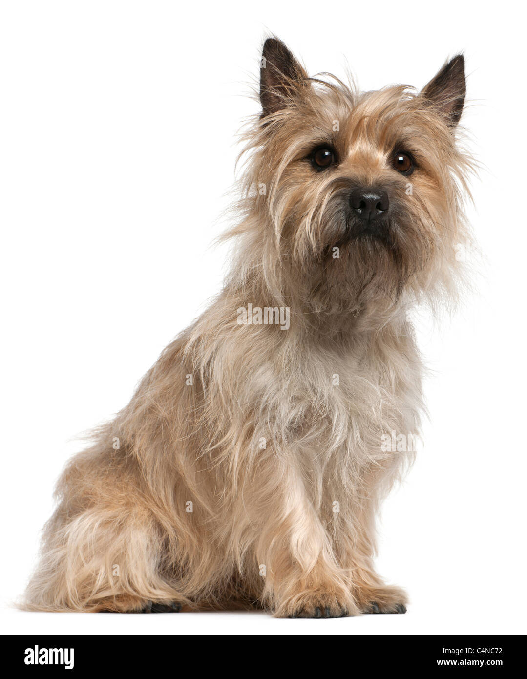 What Does A 2 Month Old Cairn Terrier Puppy Like To Eat