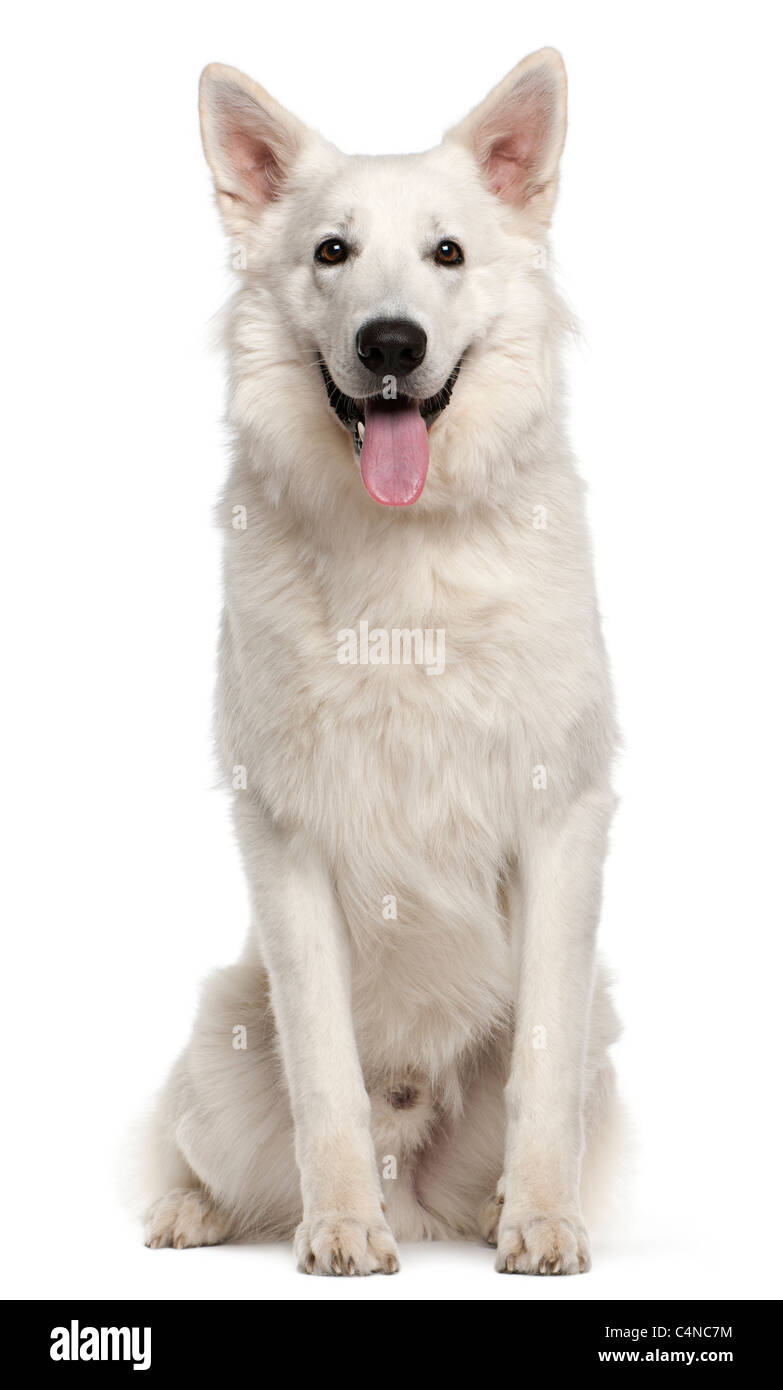 Canadian Shepherd dog, 1 year old, sitting in front of white background ...