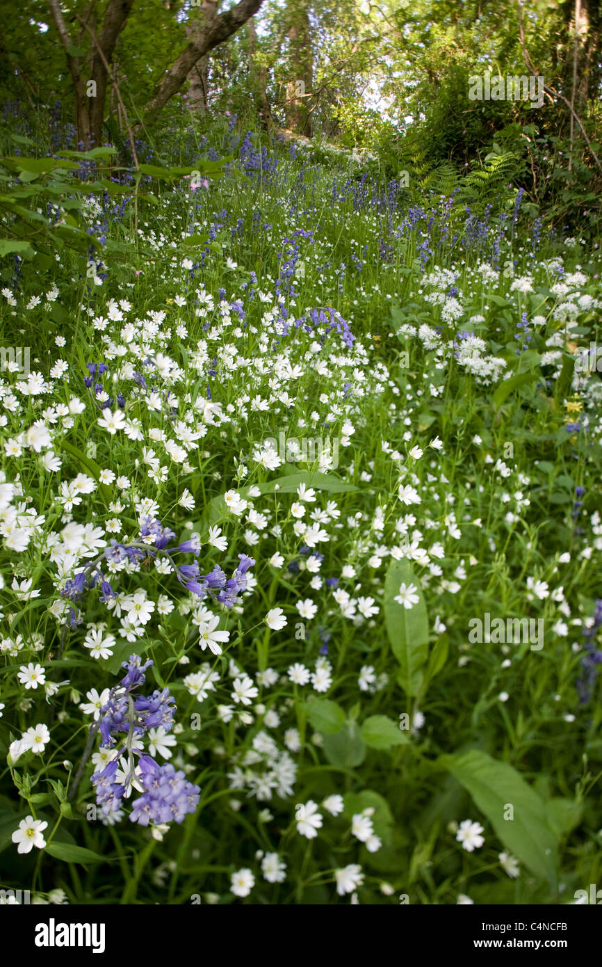 Wild Flowers in woodland. Michael Poland's 1200 acre farm. Stock Photo