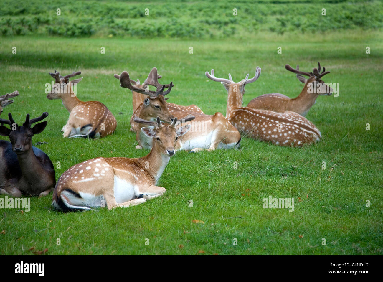 Deer at Bushy Park in South West London Stock Photo Alamy