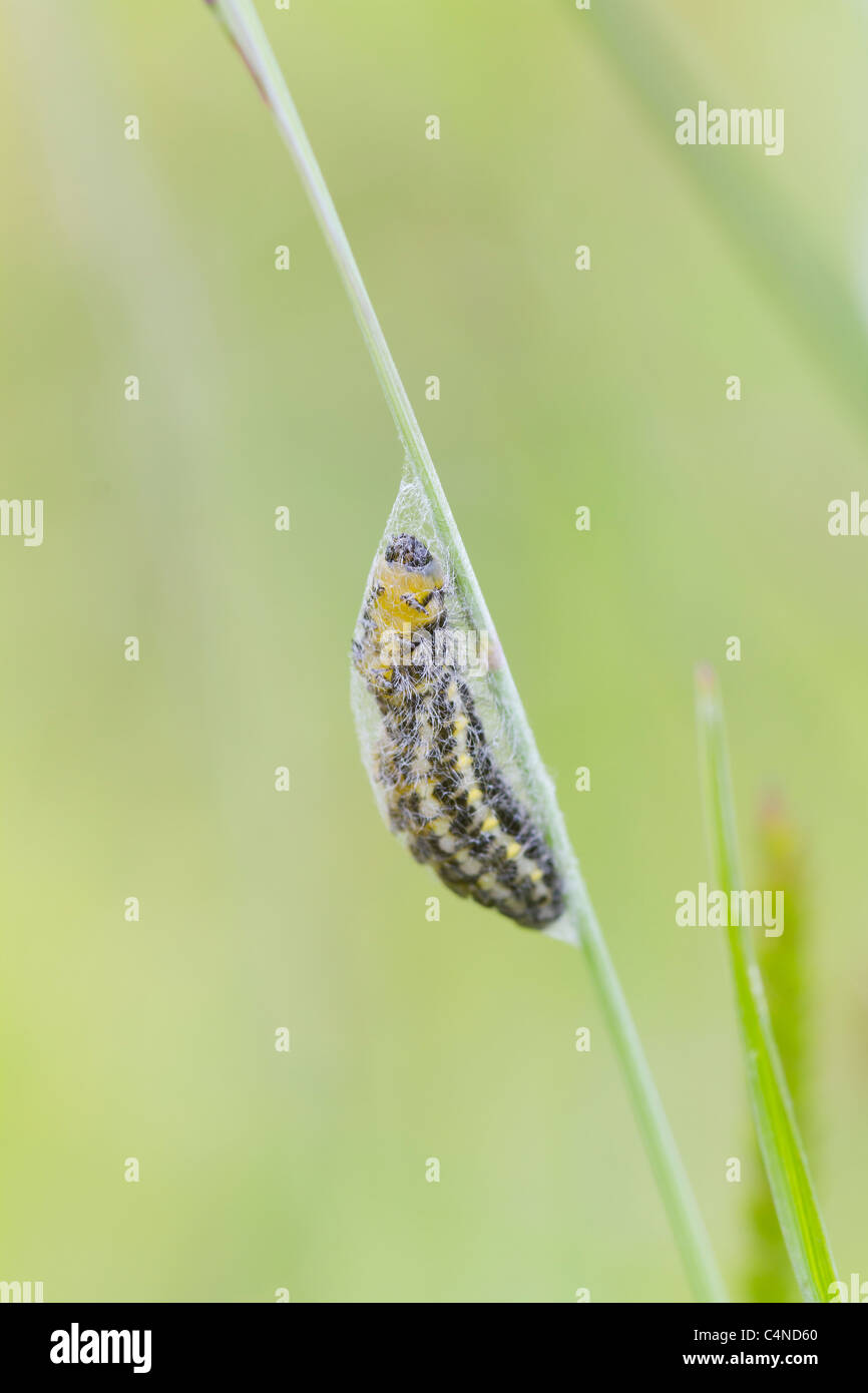 Caterpillar and pupa hi-res stock photography and images - Alamy