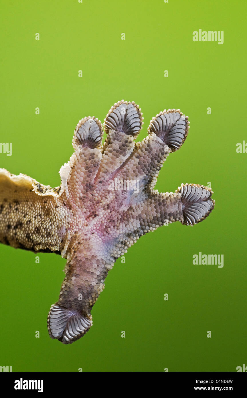 Close-up of adhesive foot of Henkel's leaf-tailed gecko Stock Photo