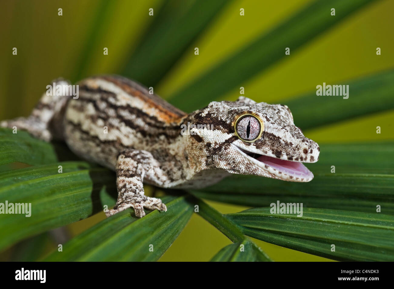 Gargoyle gecko perched on leafy plant Stock Photo