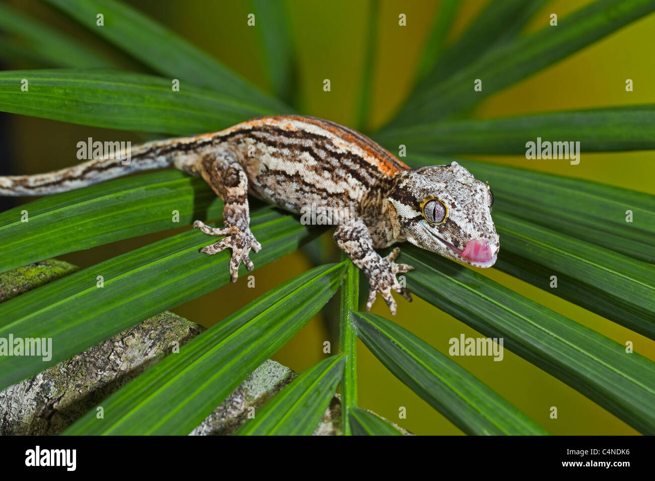 Gargoyle gecko perched on leafy plant Stock Photo