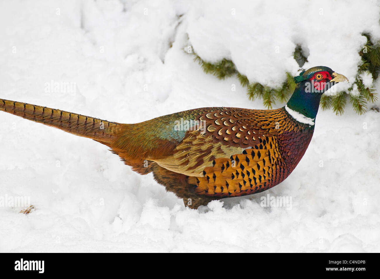 Ring-necked Pheasant aka Common Pheasant (Phasianus colchicus), Nova Scotia, Canada. Stock Photo