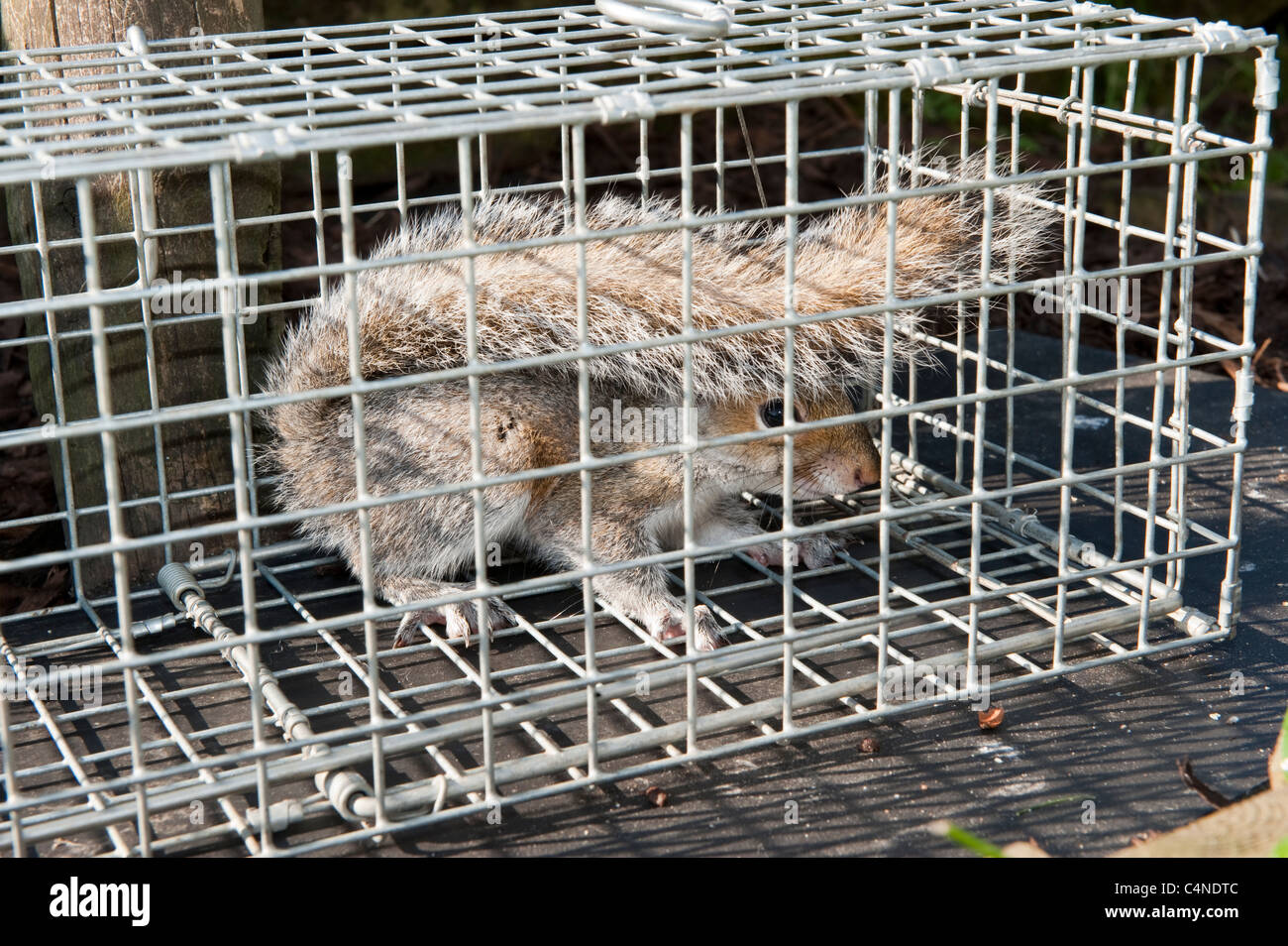 Grey Squirrel caught in a Humane Squirrel Trap Sciurus Carolinensis Surrey  UK Stock Photo - Alamy