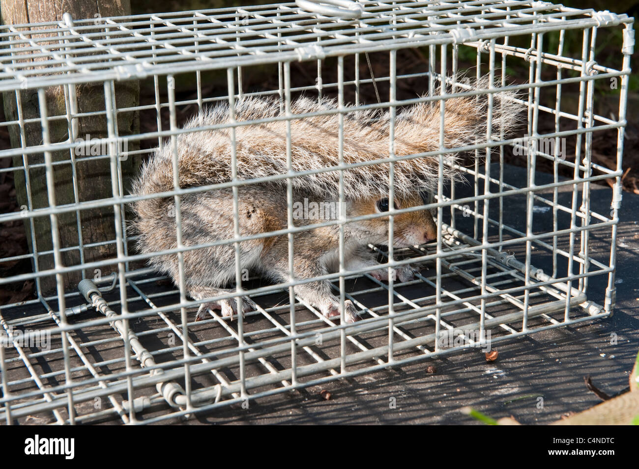 Squirrel Caught Live Trap Stock Photo by ©PTHamilton 326362780