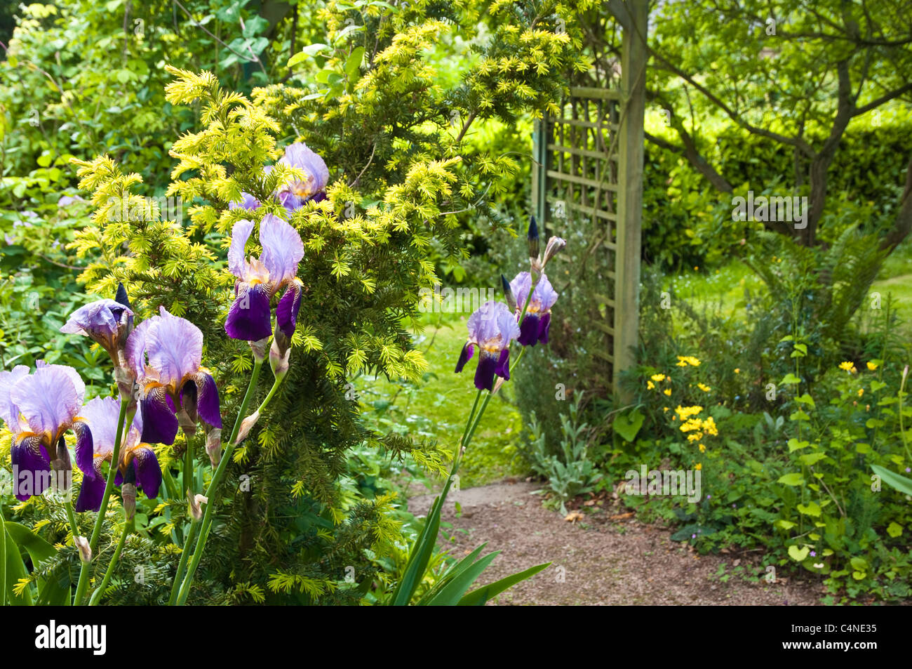Purple Bearded Iris - at The Laskett Garden, Herefordshire, UK. Stock Photo