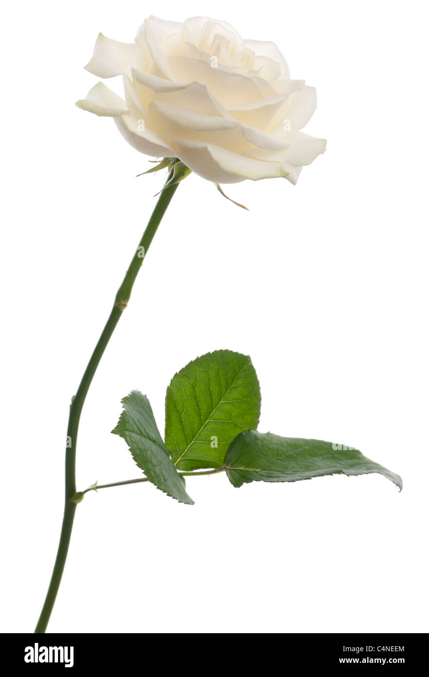 A single white Rose standing in front of a white background, Family Rose Avalanche Stock Photo