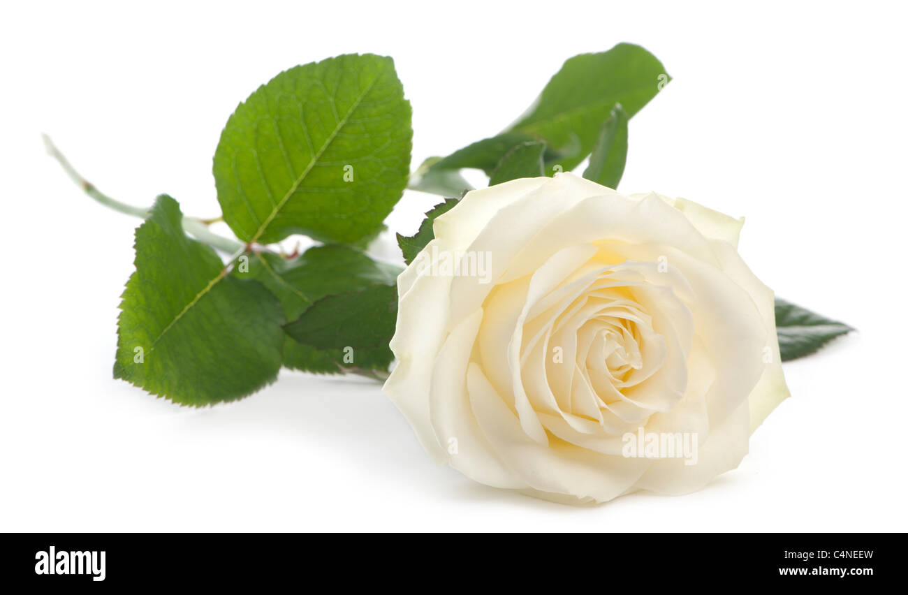 A single white Rose lying down on a white background, Family Rose Avalanche Stock Photo