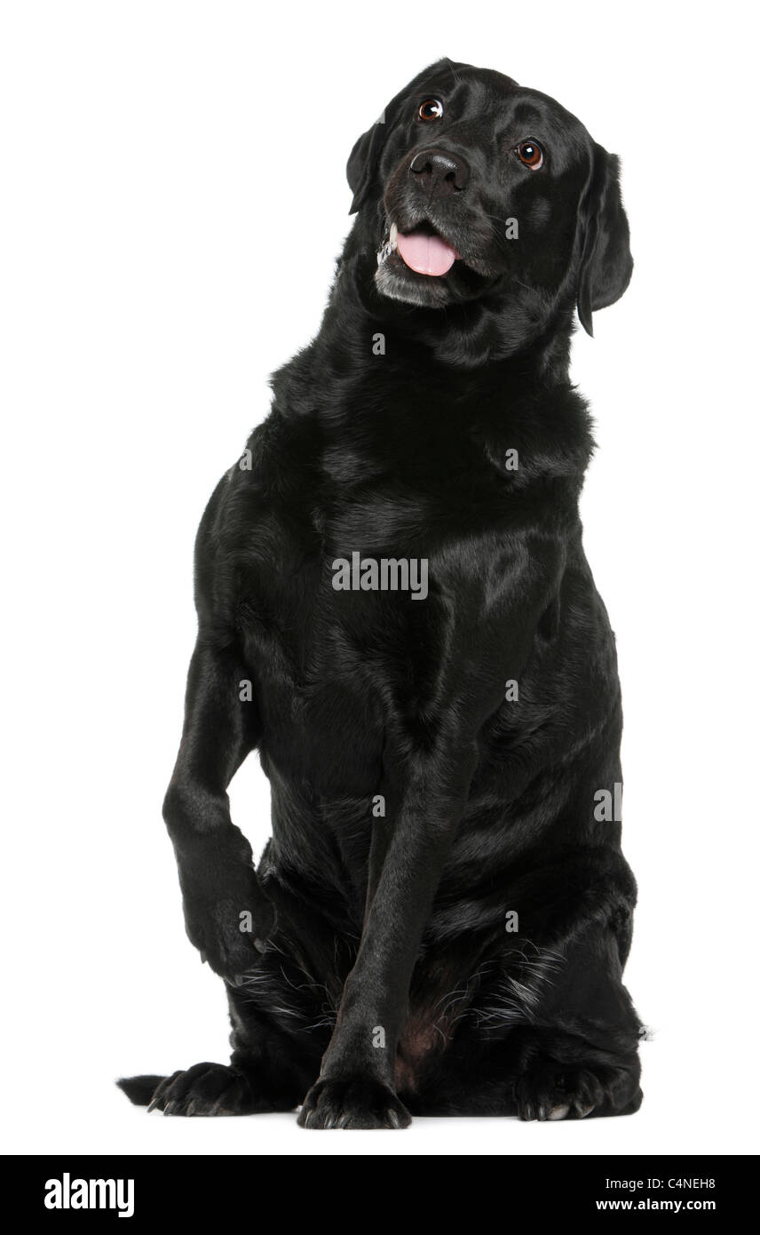 Labrador Retriever, 8 years old, sitting in front of white background Stock Photo