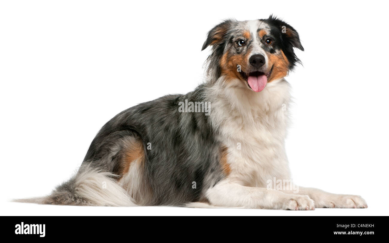 Australian Shepherd dog, 2 years old, lying in front of white background Stock Photo