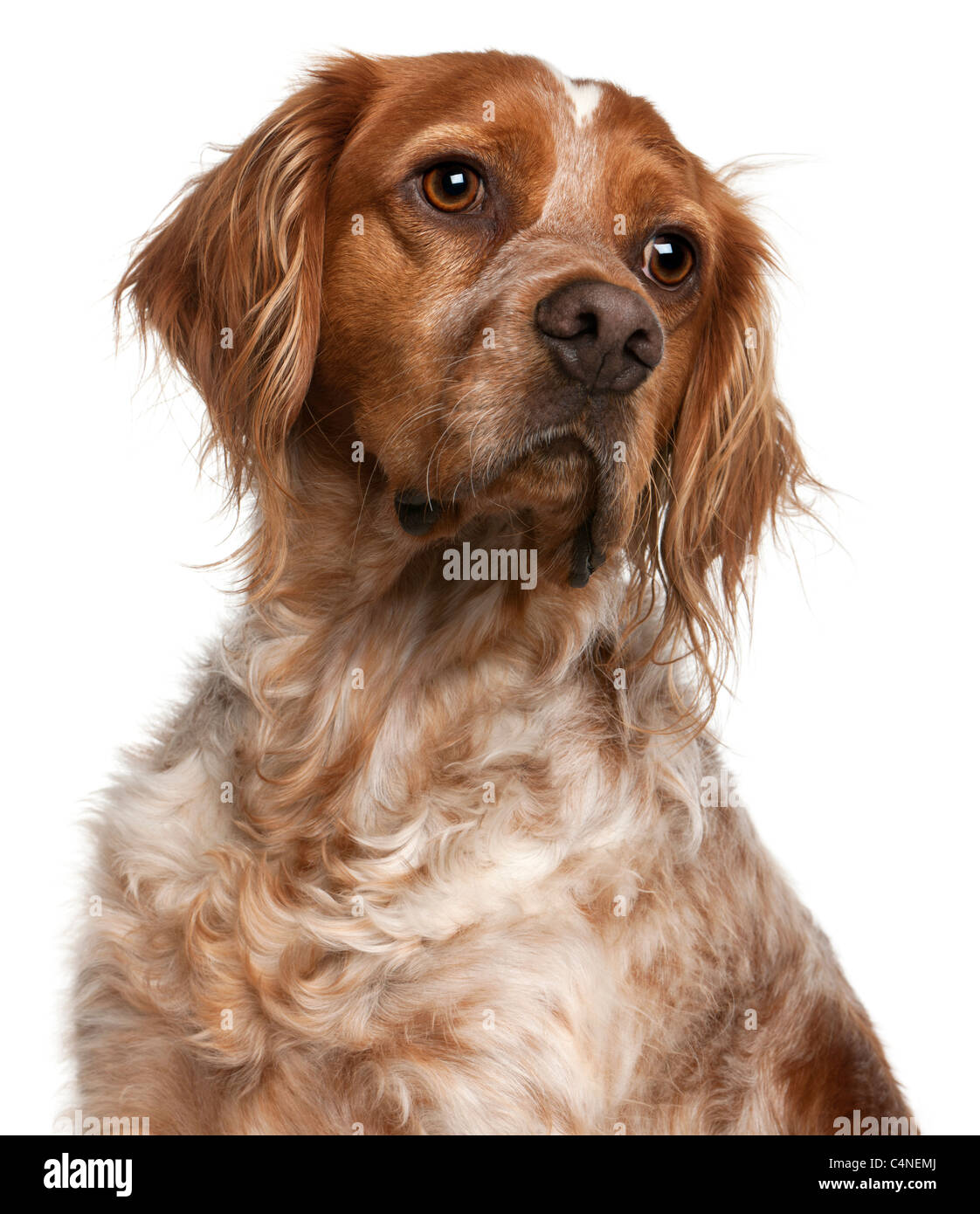 Close-up of Brittany dog, 3 years old, in front of white background Stock Photo