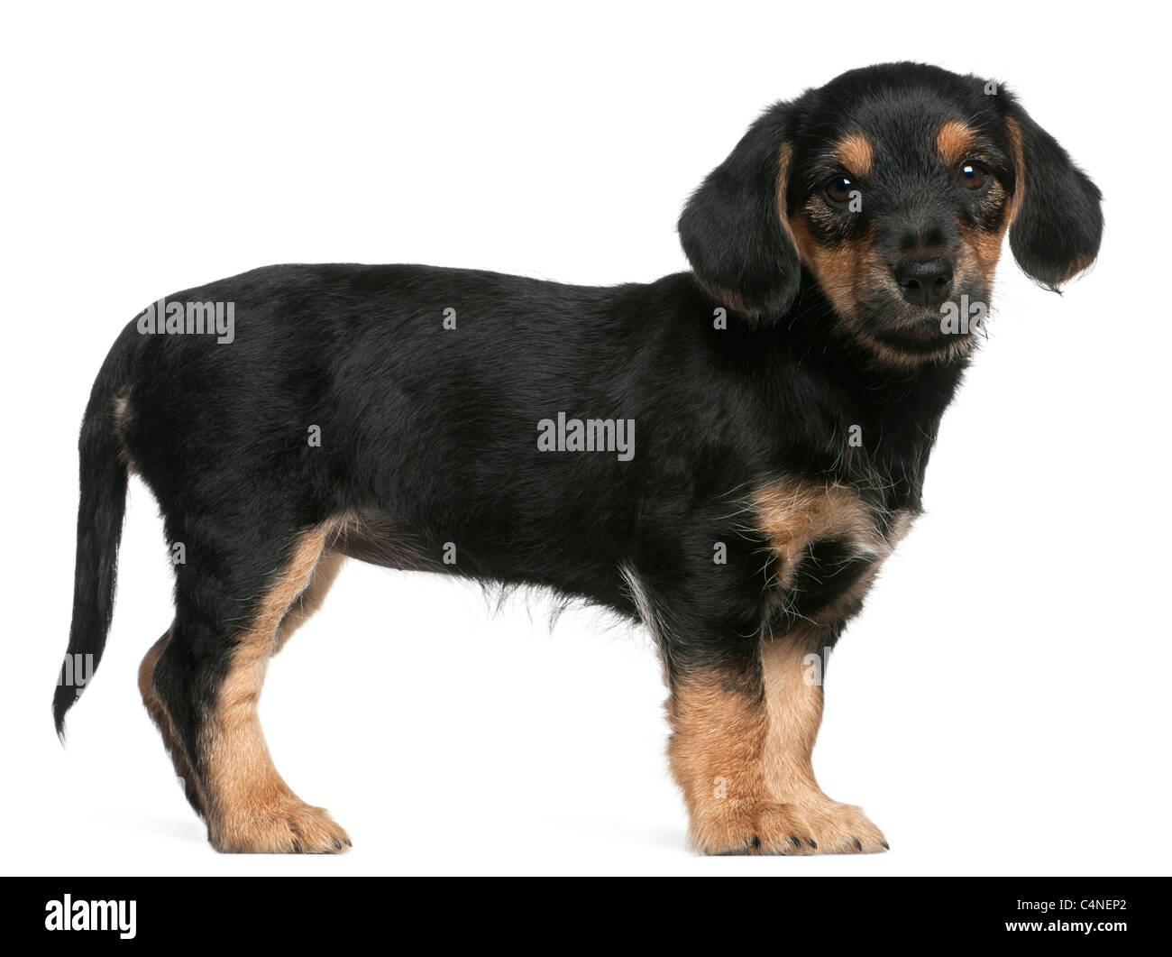 Mixed breed puppy standing in front of white background Stock Photo