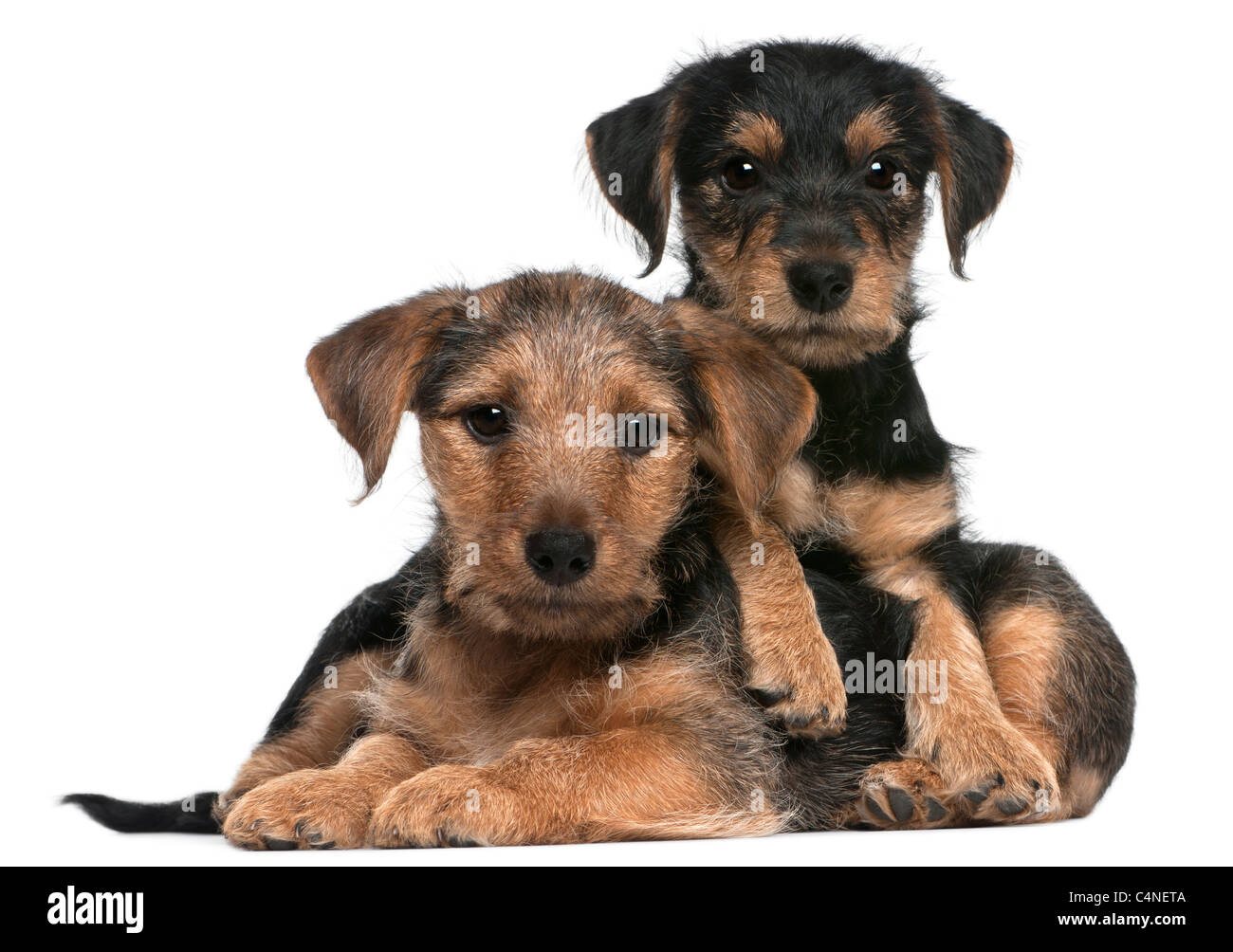 Mixed breed puppies, 8 weeks old, in front of white background Stock Photo